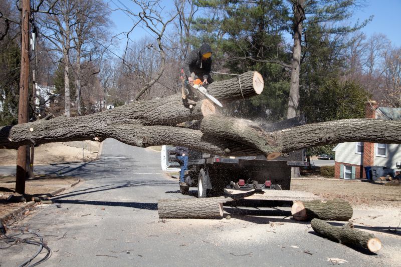 Birch Tree Removal in Doylestown, PA
