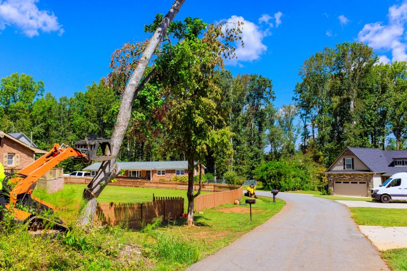 Elm Tree Removal in Doylestown, PA