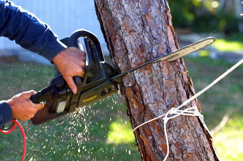 Mimosa Tree Removal in Doylestown, PA