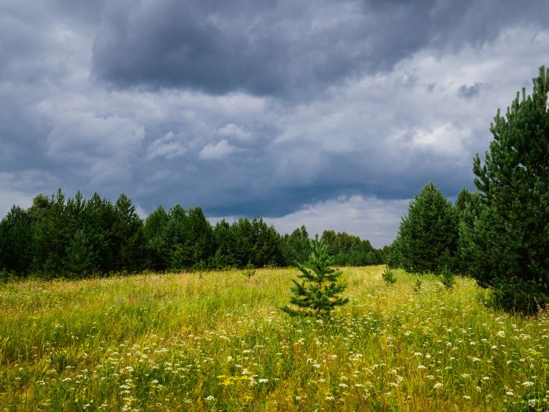 Property Line Clearing in Gwinnett County, GA